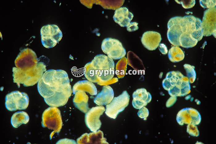 Foraminifères x25 - gryphea.org